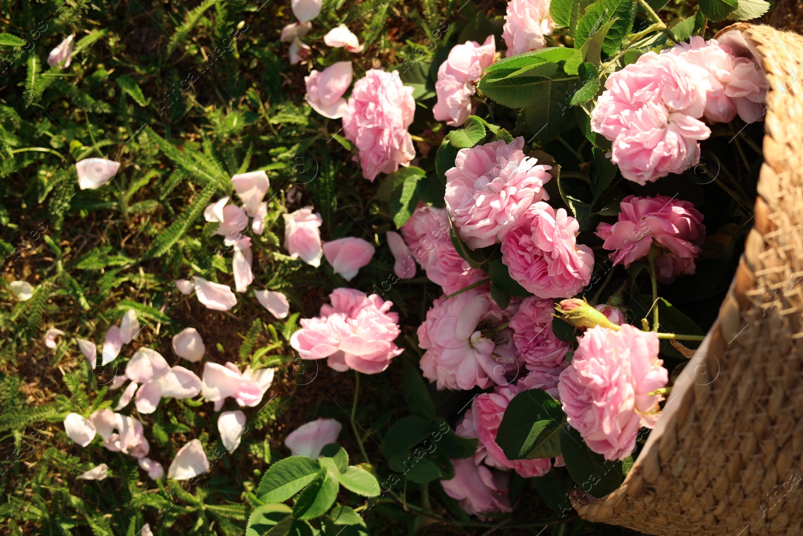 Photo of Overturned wicker basket with beautiful tea roses on green grass in garden, flat lay