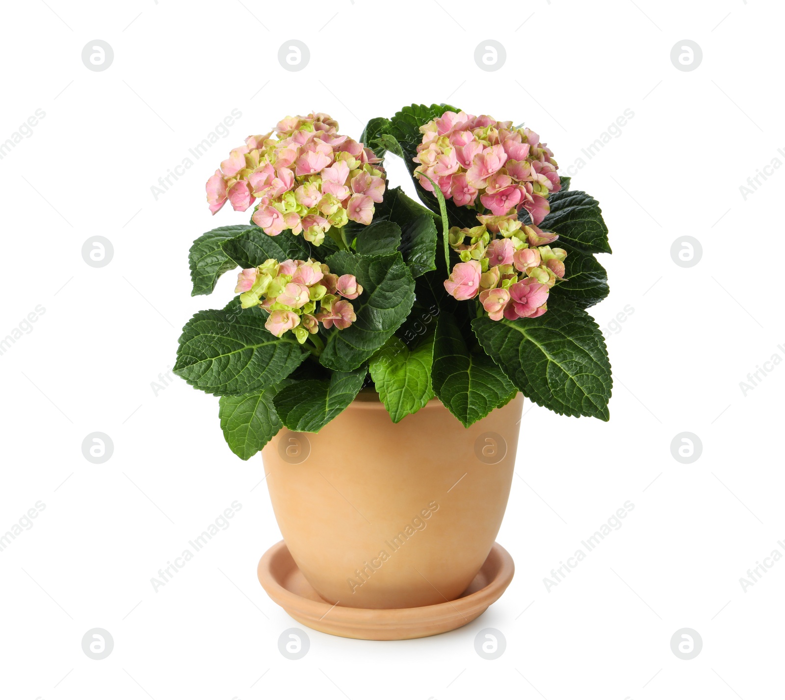 Photo of Beautiful potted hortensia plant with pink flowers isolated on white