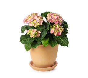 Photo of Beautiful potted hortensia plant with pink flowers isolated on white