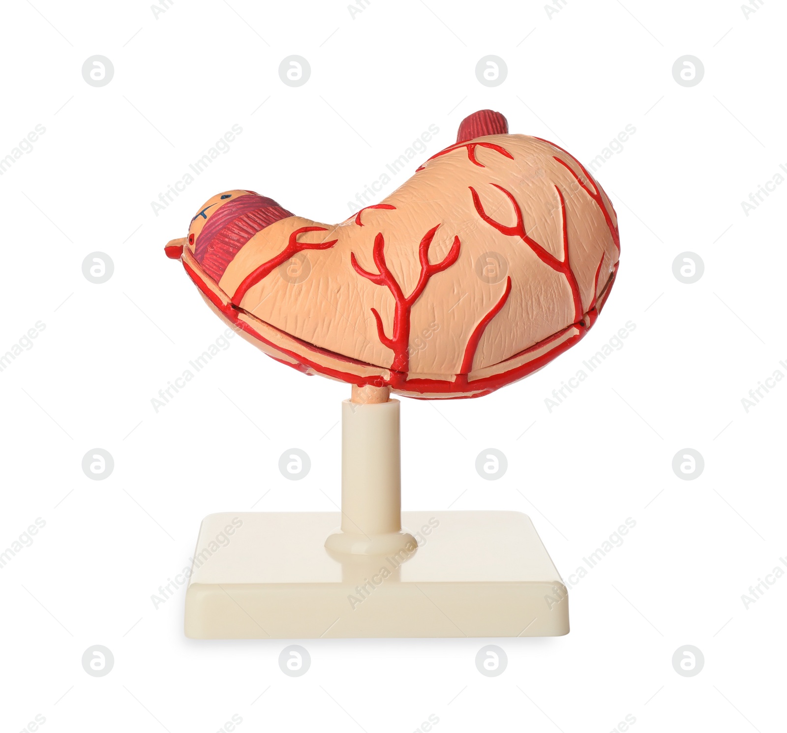 Photo of Anatomical model of stomach isolated on white. Gastroenterology