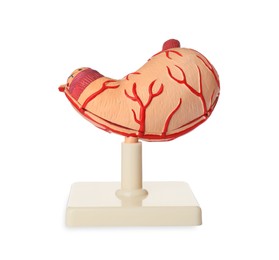 Photo of Anatomical model of stomach isolated on white. Gastroenterology