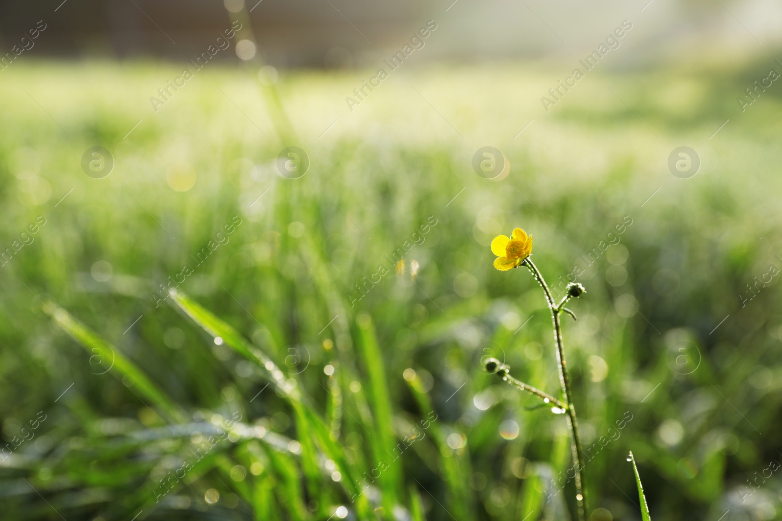 Photo of Green meadow with wild flower on summer day, closeup