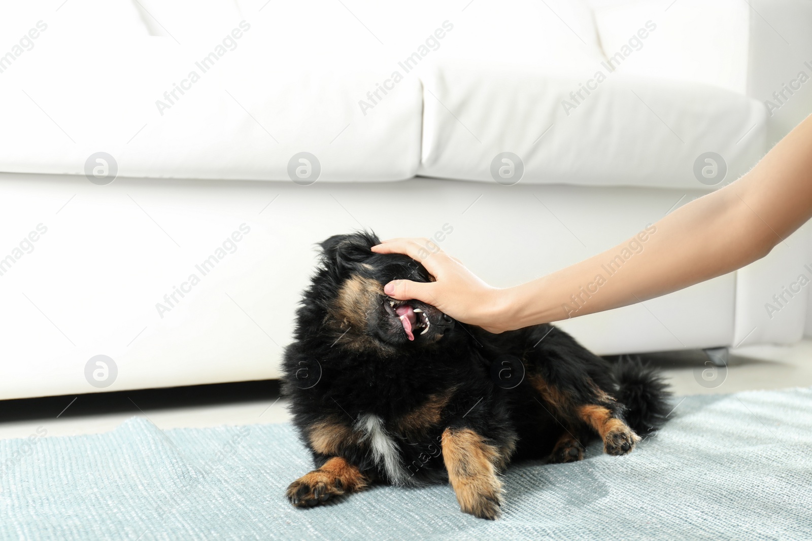 Photo of Woman beating dog at home, closeup. Domestic violence against pets