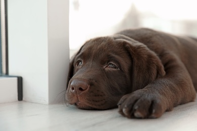 Photo of Chocolate Labrador Retriever puppy on  windowsill indoors