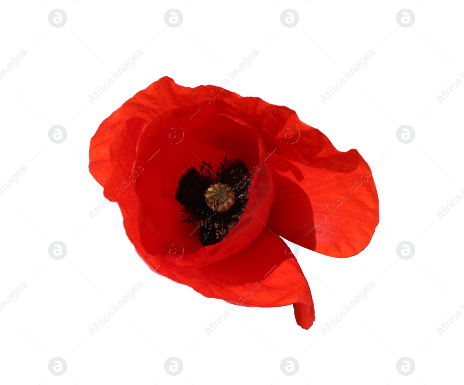 Photo of Beautiful red poppy flower isolated on white