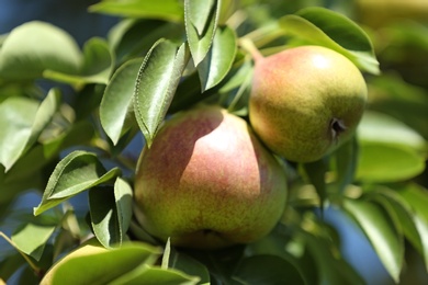 Branch of tree with pears and foliage in garden