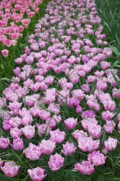 Many beautiful tulip flowers growing outdoors. Spring season