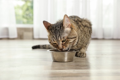 Photo of Cute tabby cat eating dry food on floor indoors. Friendly pet