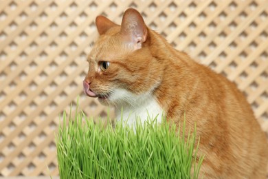 Cute ginger cat near potted green grass indoors