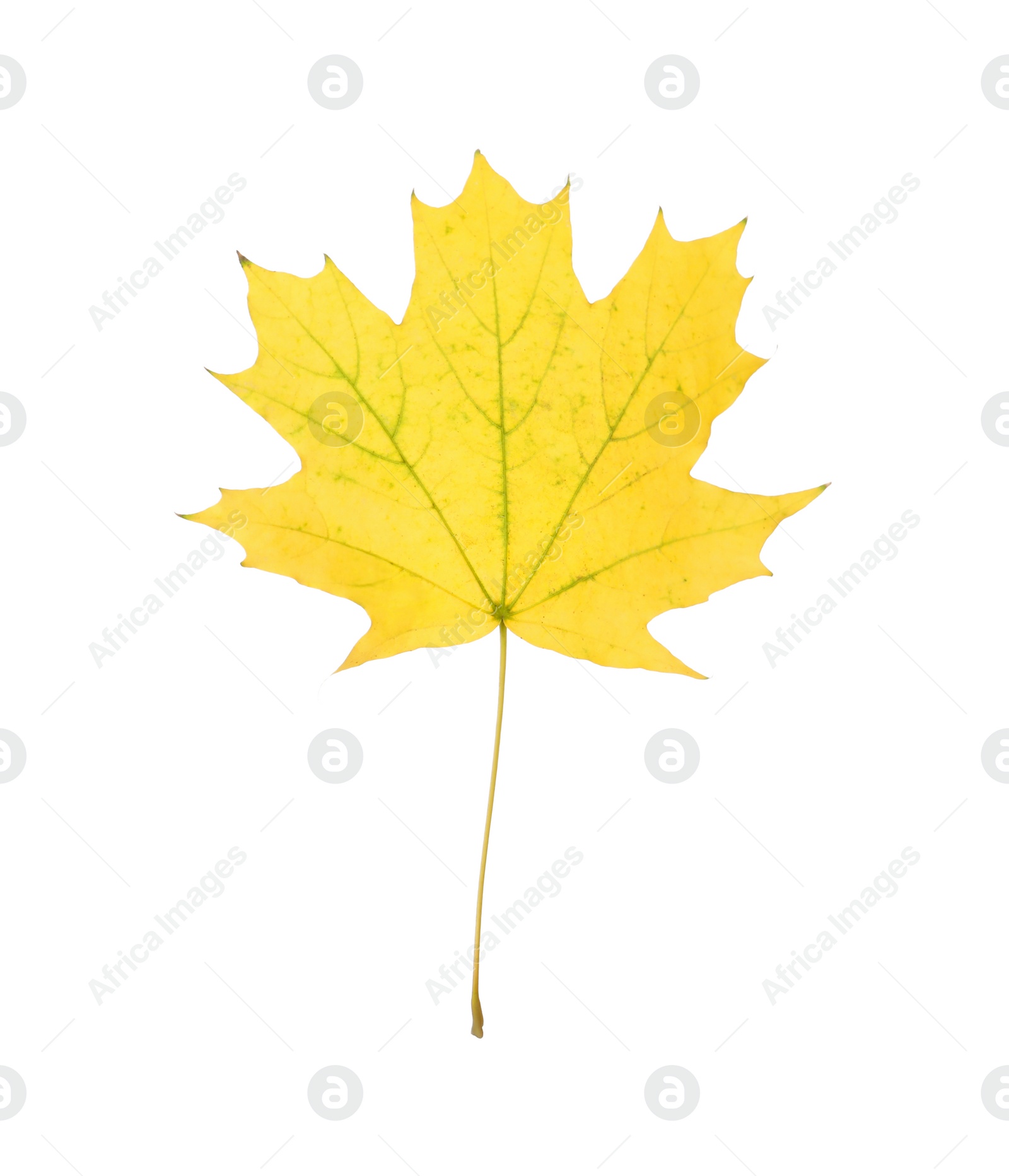 Photo of Dry leaf of maple tree isolated on white. Autumn season