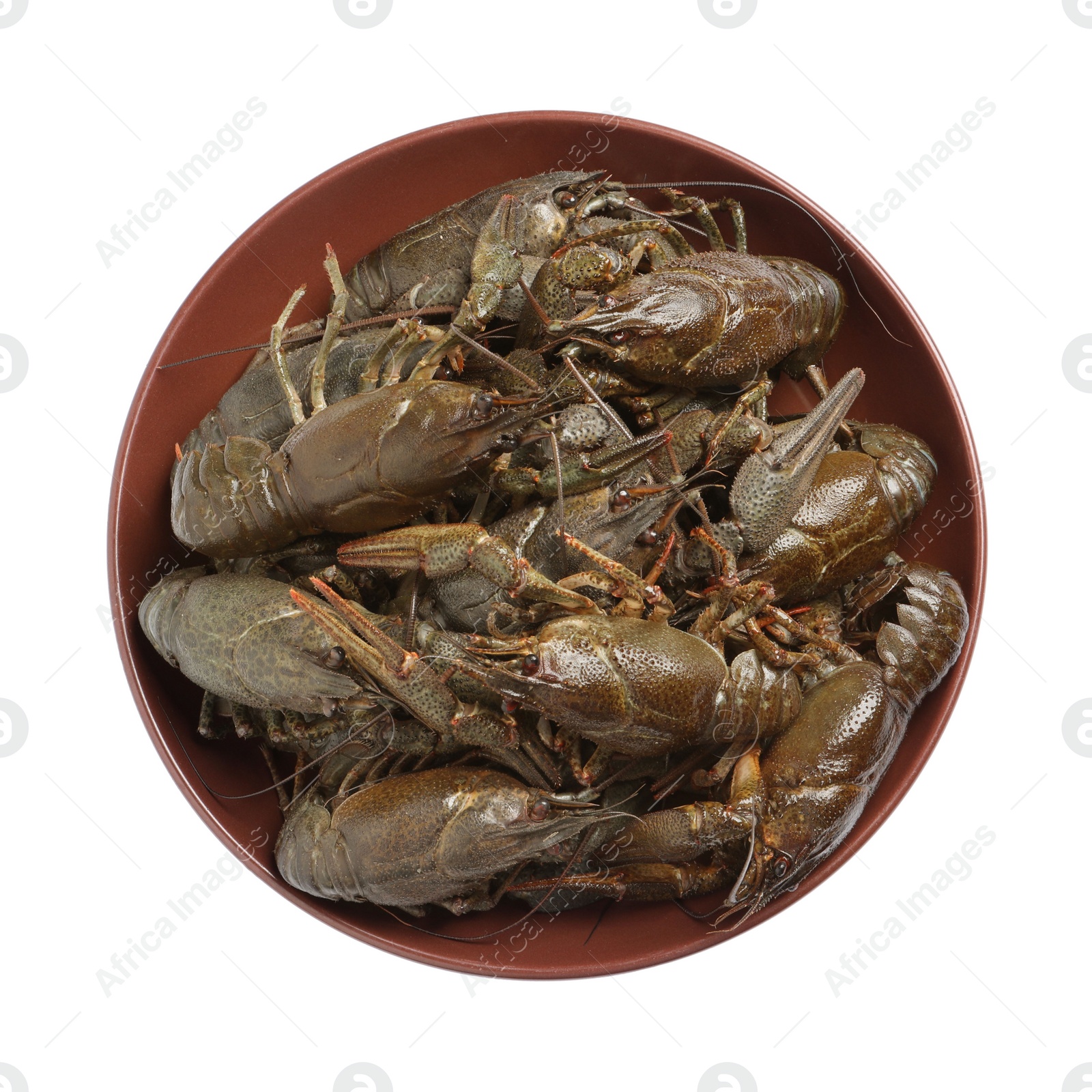 Photo of Fresh raw crayfishes in bowl on white background, top view