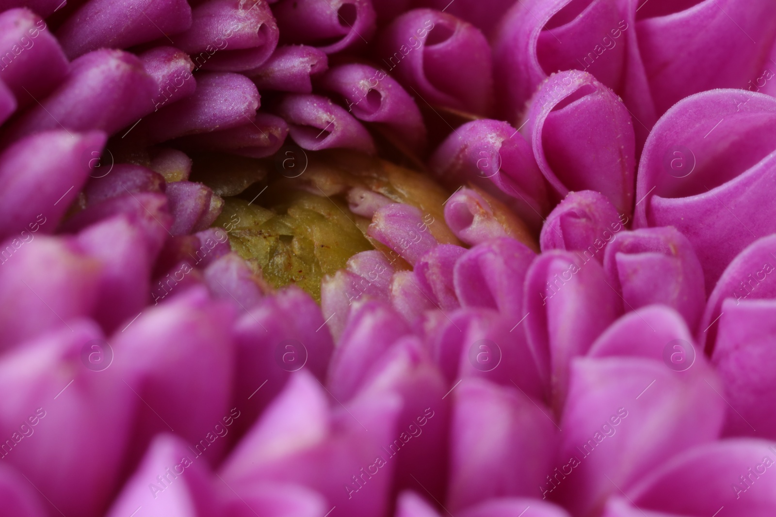 Photo of Beautiful Dahlia flower with pink petals as background, macro