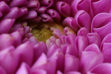 Photo of Beautiful Dahlia flower with pink petals as background, macro