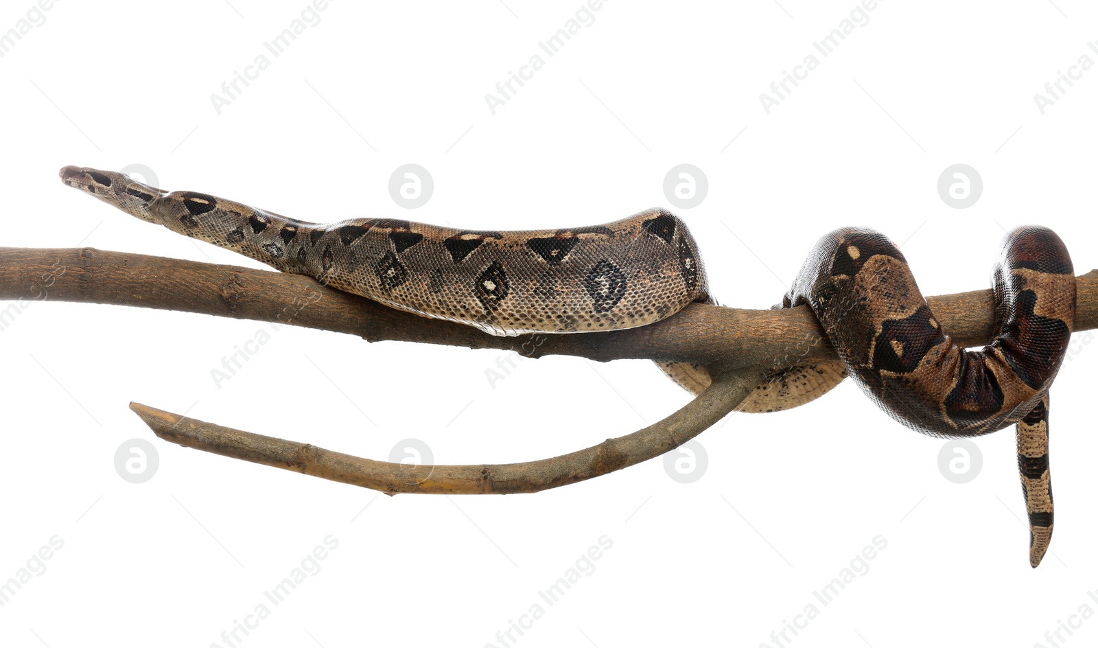 Photo of Brown boa constrictor on tree branch against white background