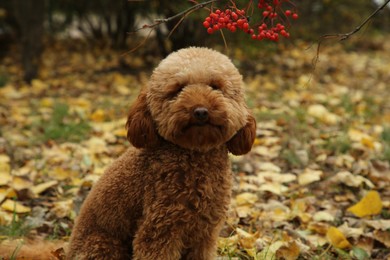 Photo of Cute fluffy dog in autumn park. Adorable pet