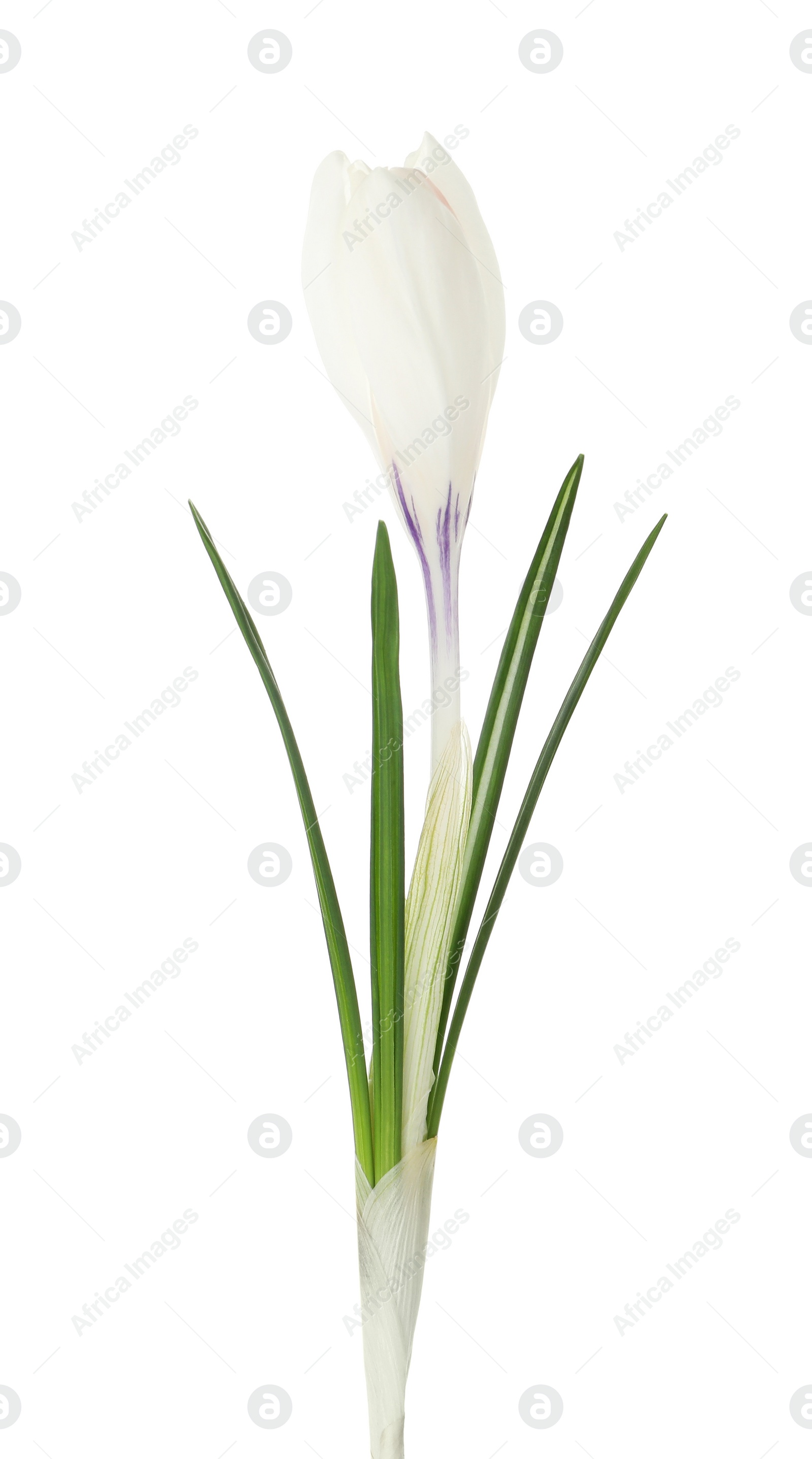 Photo of Beautiful crocus flower isolated on white. Spring season