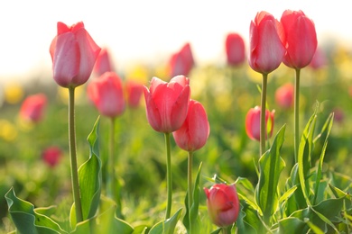 Field with fresh beautiful tulips. Blooming flowers