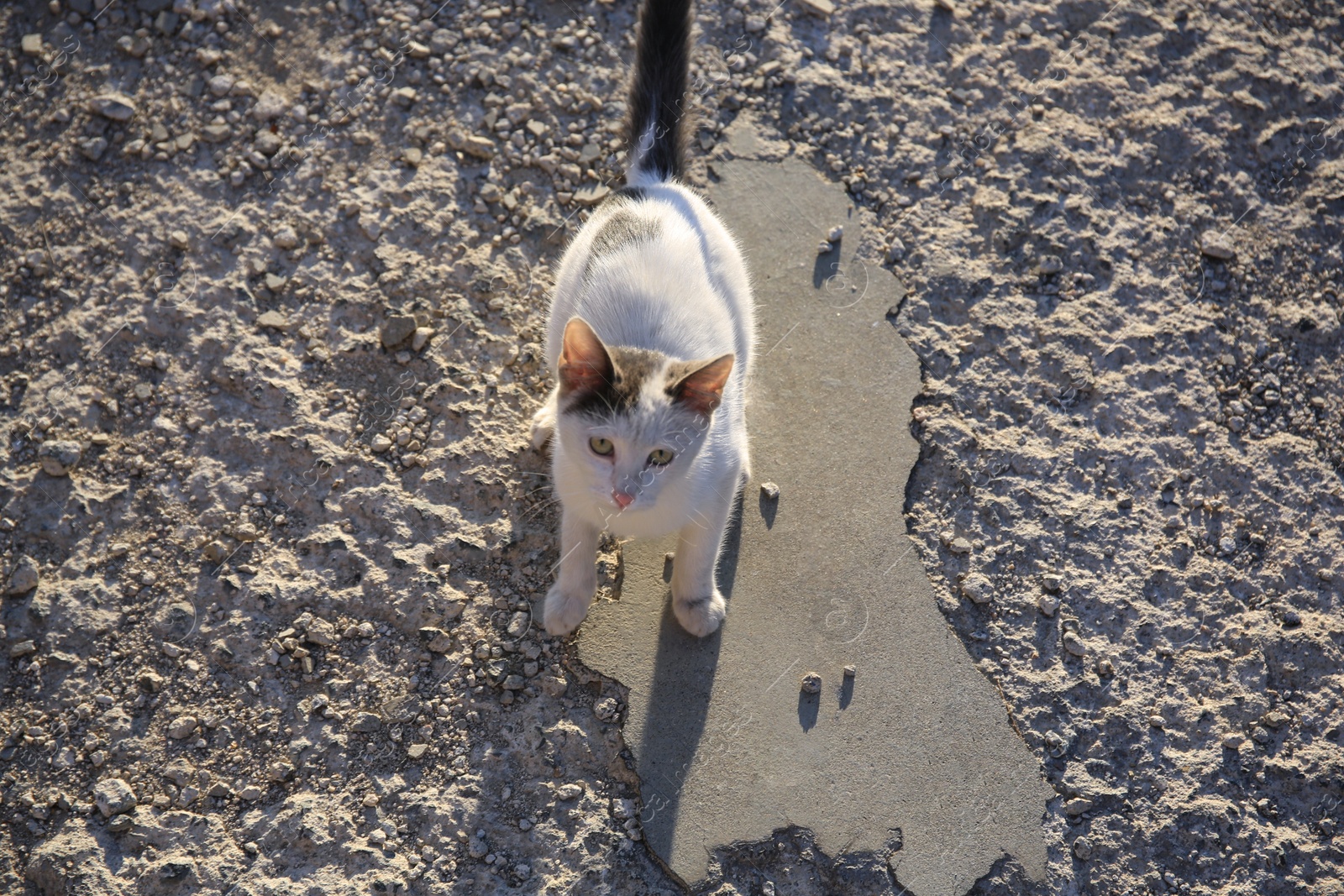 Photo of Cute black and white cat on asphalt outdoors. Stray animal