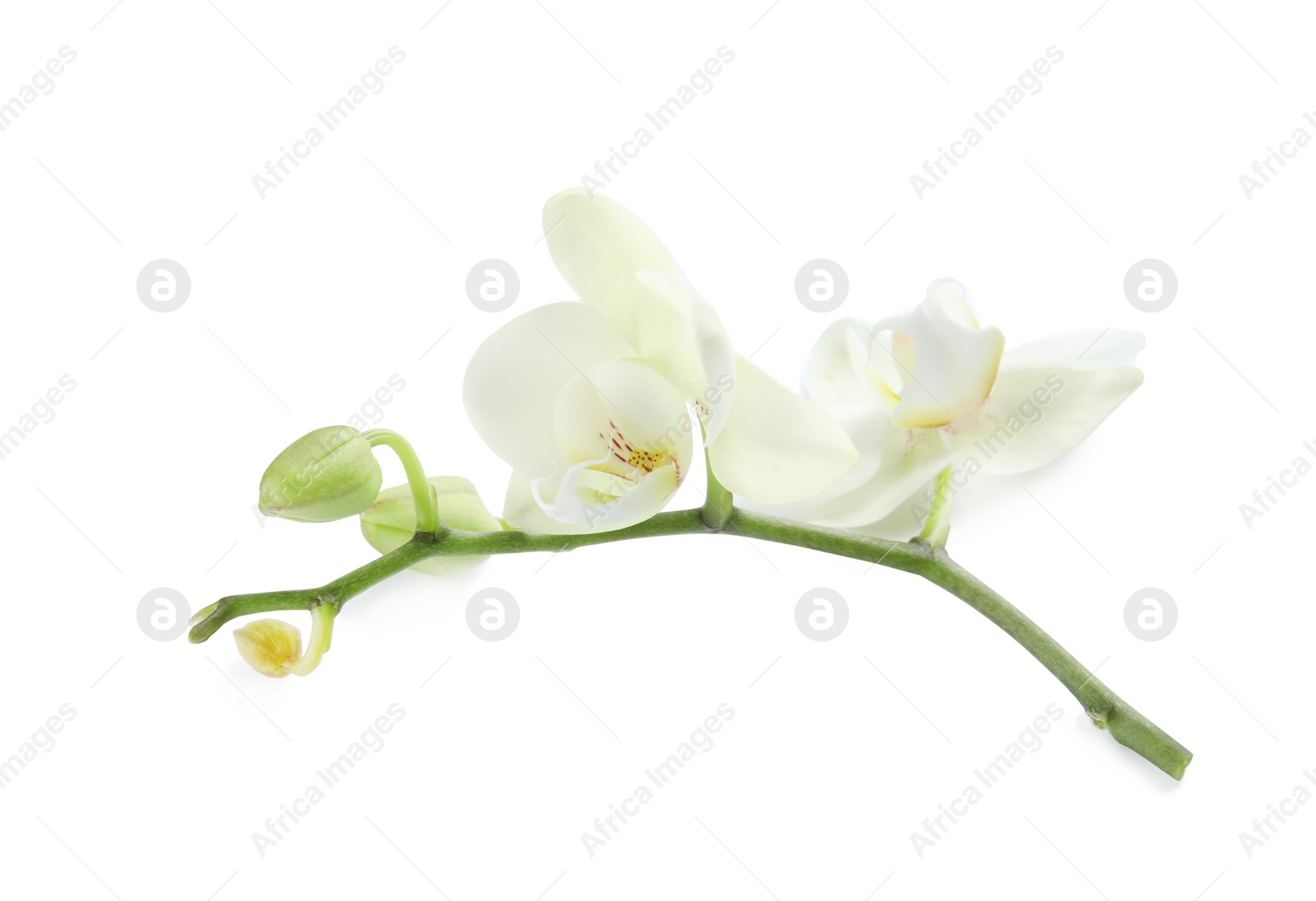 Photo of Branch with beautiful orchid flowers on white background. Tropical plant