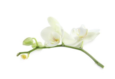 Photo of Branch with beautiful orchid flowers on white background. Tropical plant