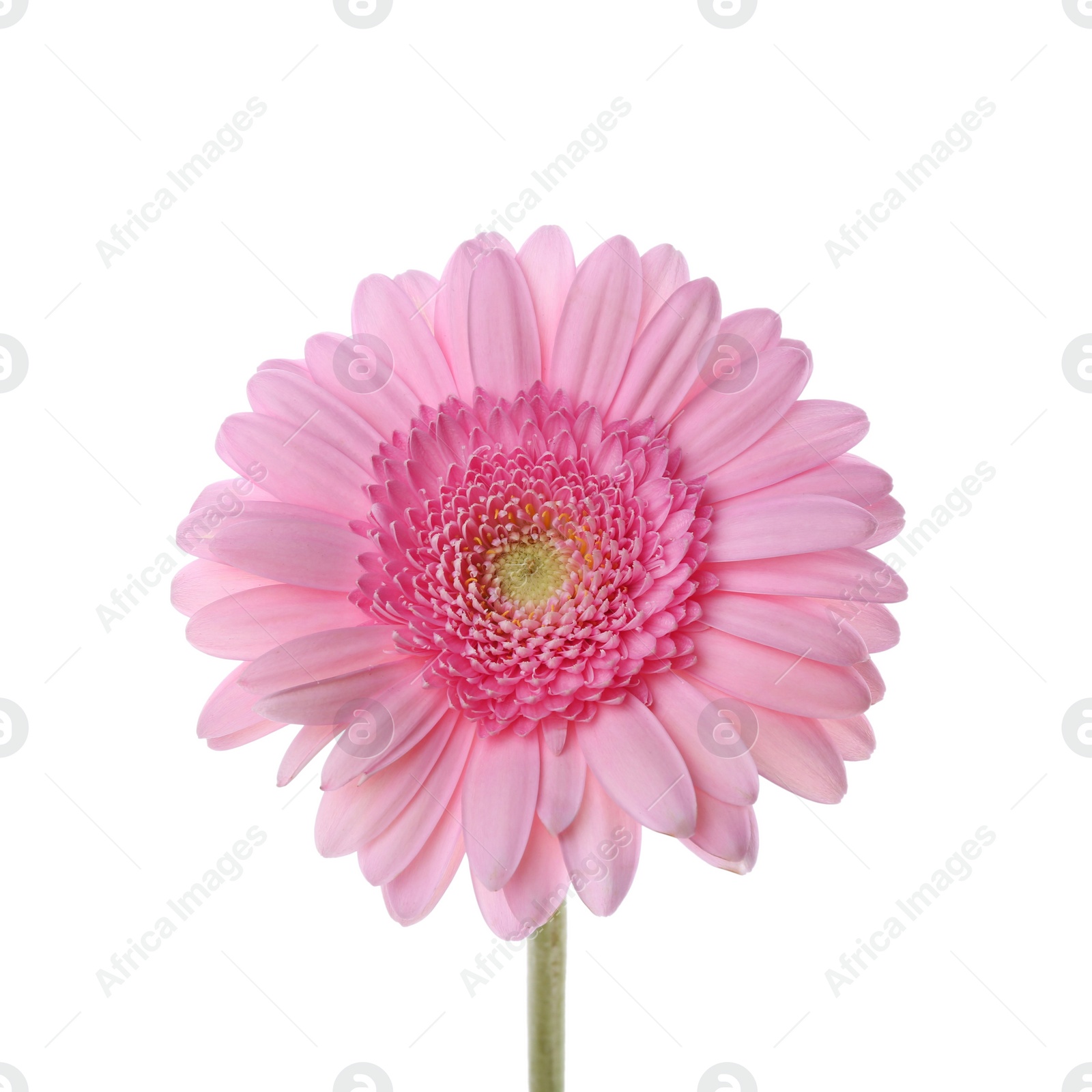 Photo of One beautiful pink gerbera flower isolated on white