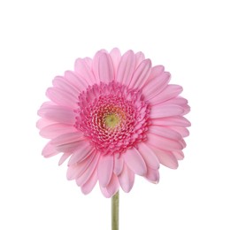 One beautiful pink gerbera flower isolated on white