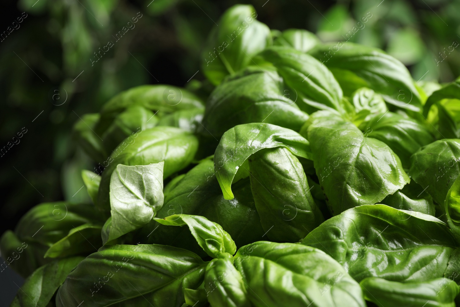 Photo of Closeup view of fresh green basil leaves