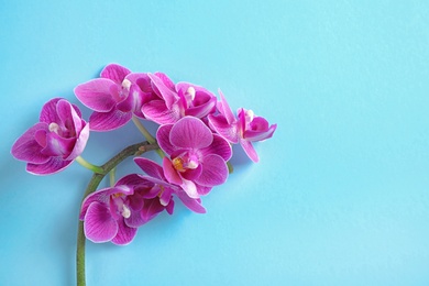 Photo of Orchid branch with beautiful flowers on light blue background, top view. Space for text