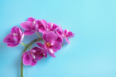 Orchid branch with beautiful flowers on light blue background, top view. Space for text