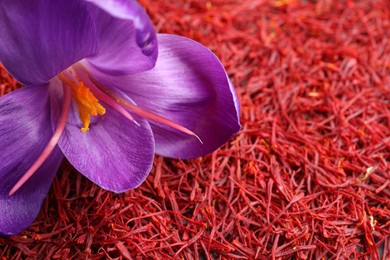 Beautiful crocus flower on dried saffron, closeup. Space for text