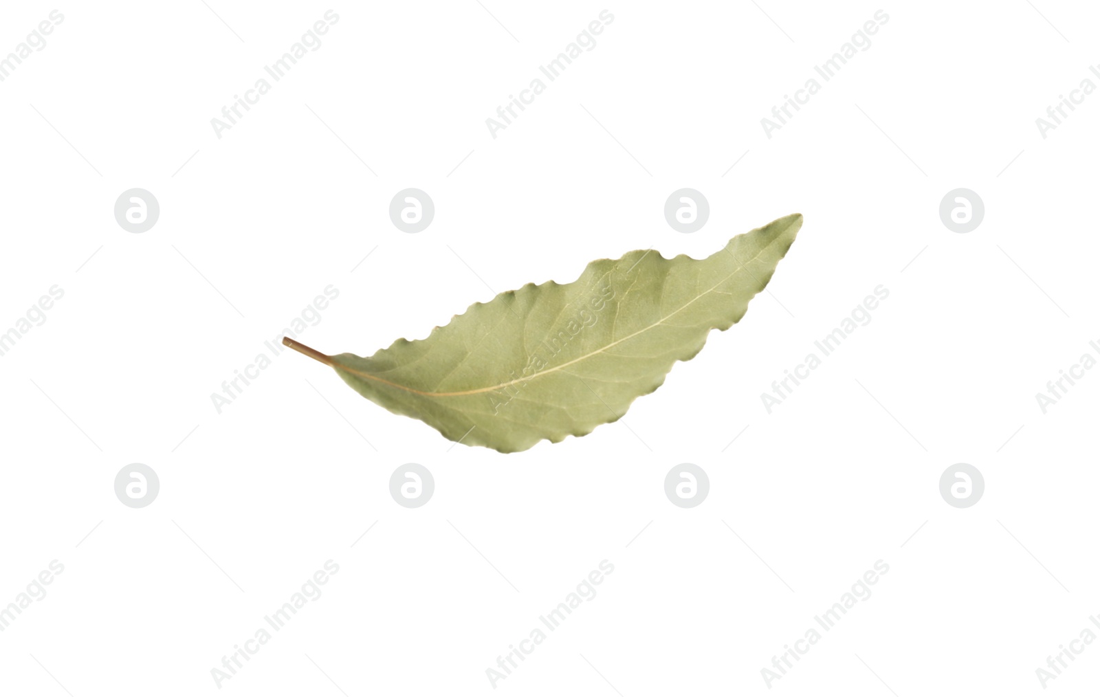 Photo of One aromatic bay leaf isolated on white