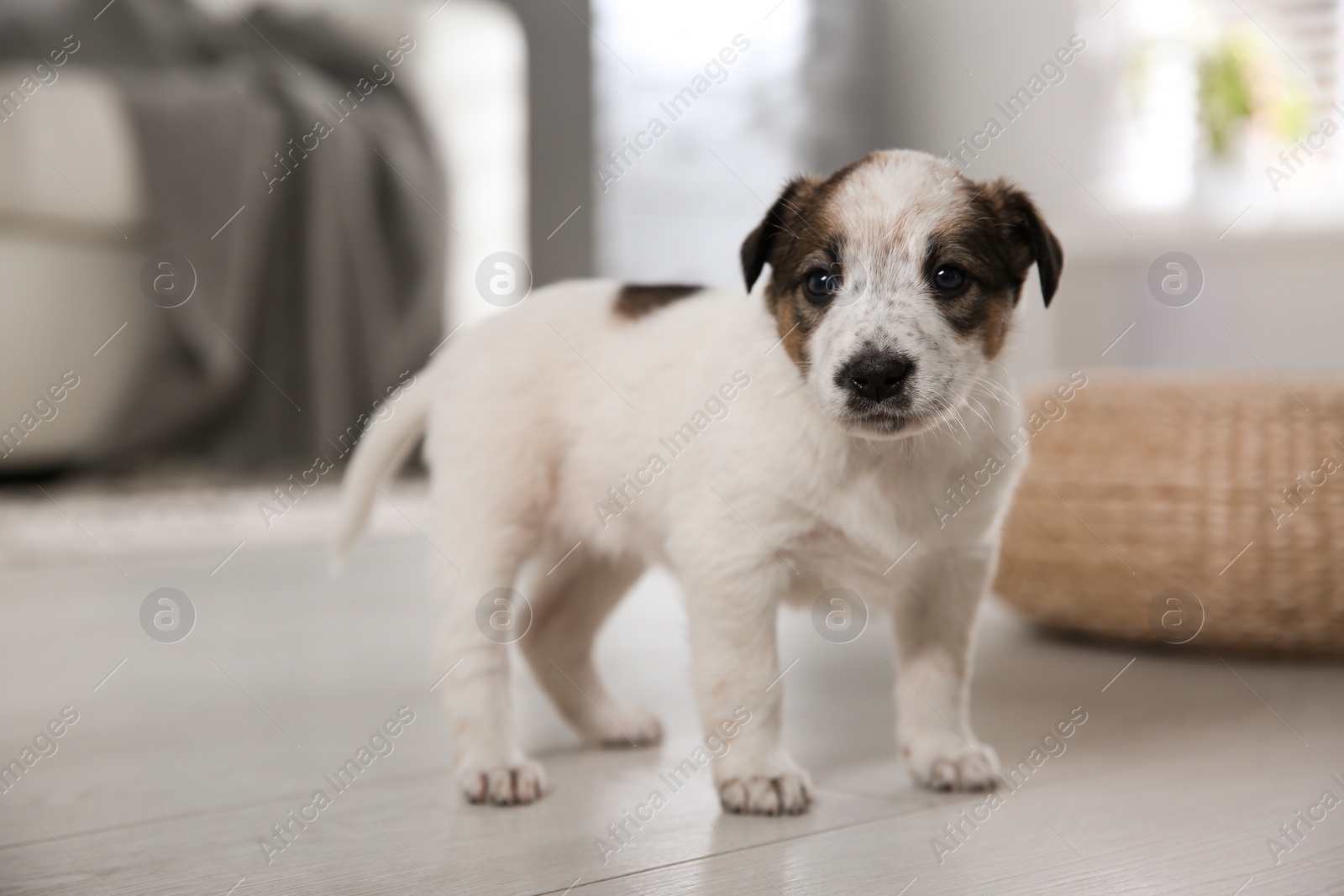 Photo of Cute little puppy in room. Friendly pet