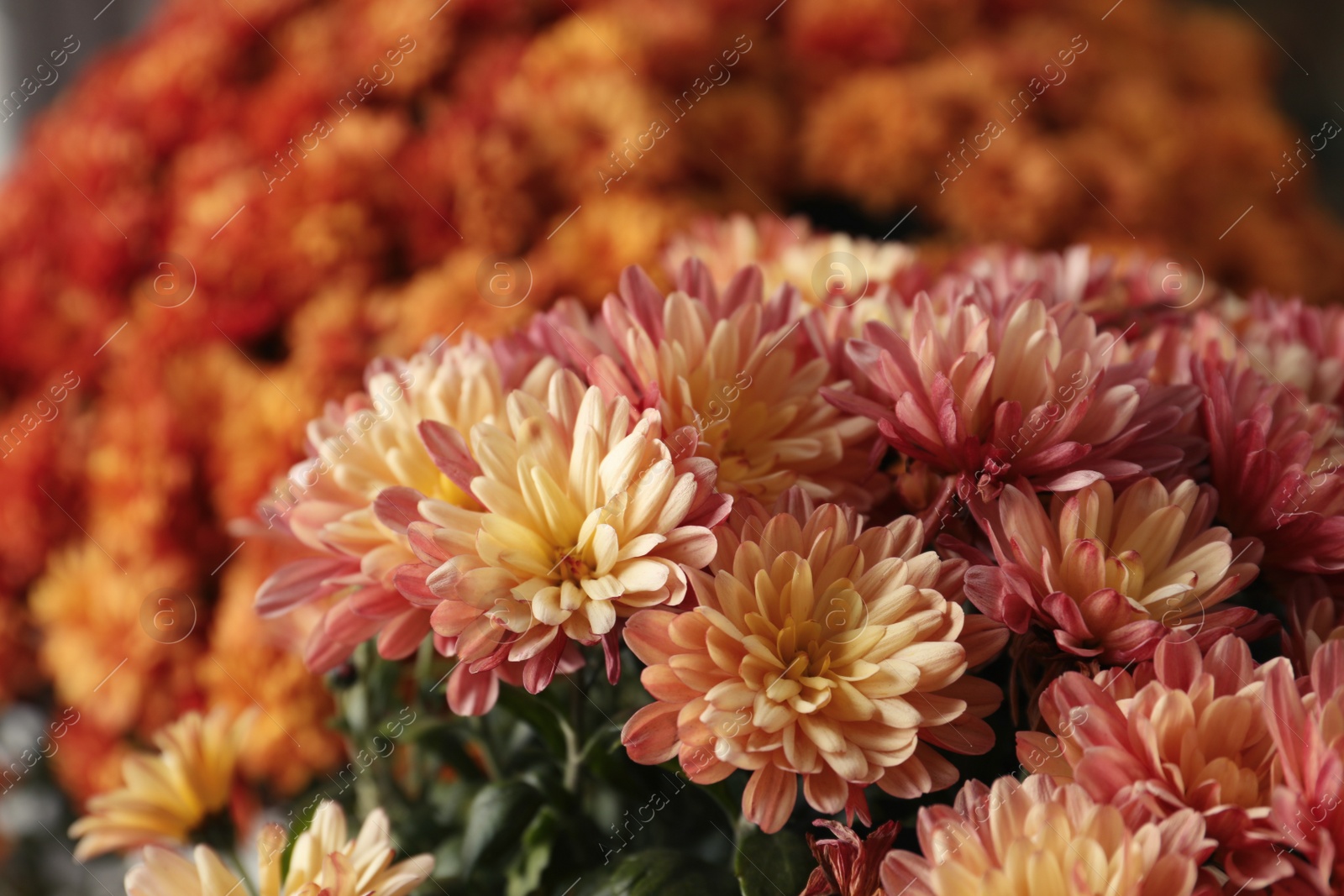 Photo of Beautiful fresh chrysanthemum flowers, closeup. Floral decor