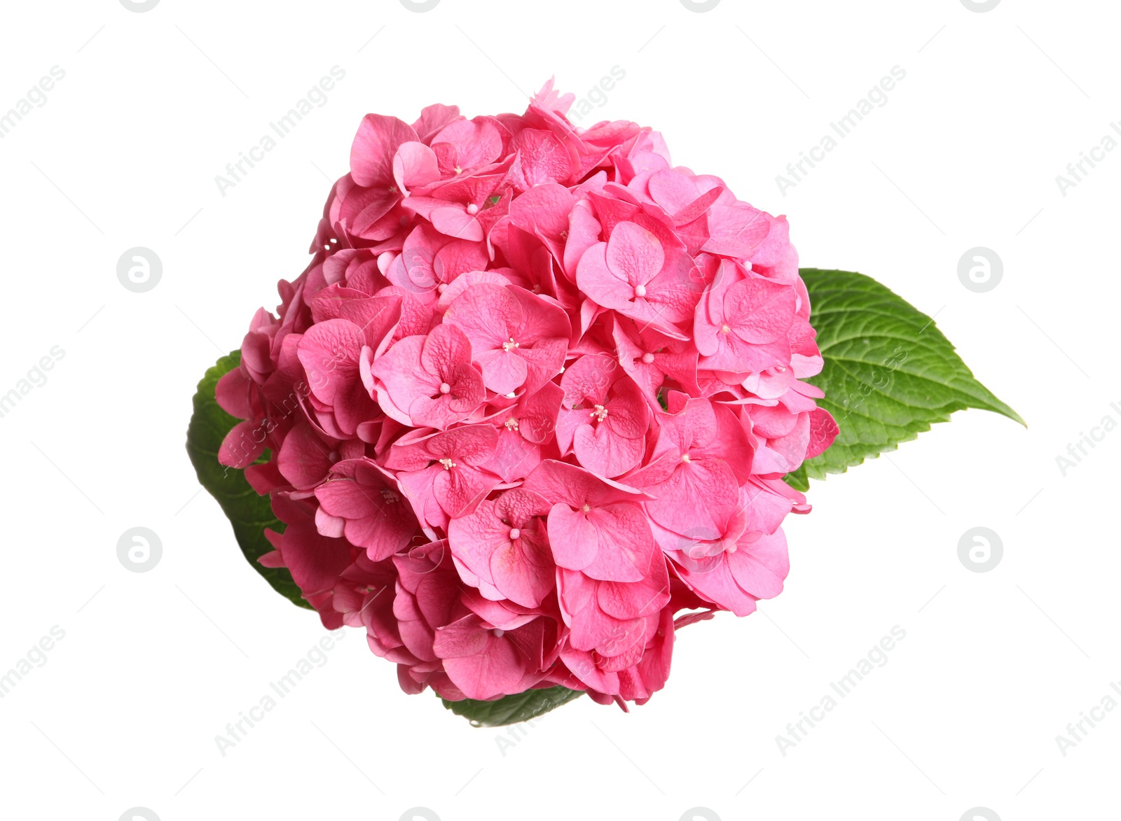 Photo of Delicate pink hortensia flowers with green leaves on white background, top view