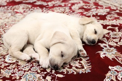 Photo of Cute little puppies sleeping on vintage carpet