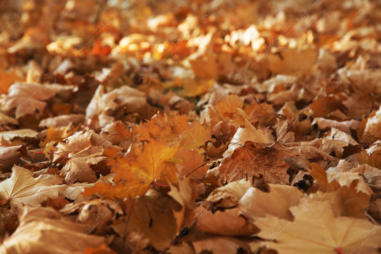 Photo of Autumn dry leaves on ground in park