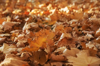 Autumn dry leaves on ground in park