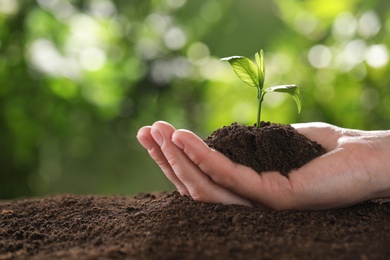 Woman holding young green seedling in soil against blurred background, closeup with space for text