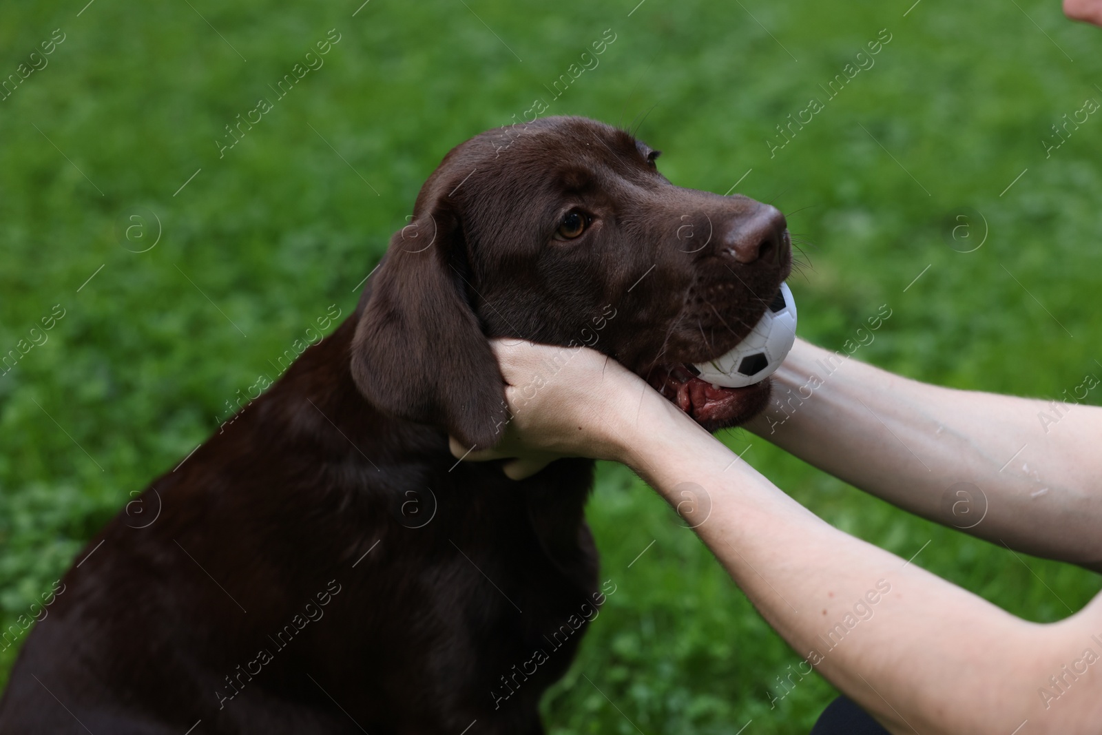 Photo of Man playing with adorable Labrador Retriever dog in park, closeup