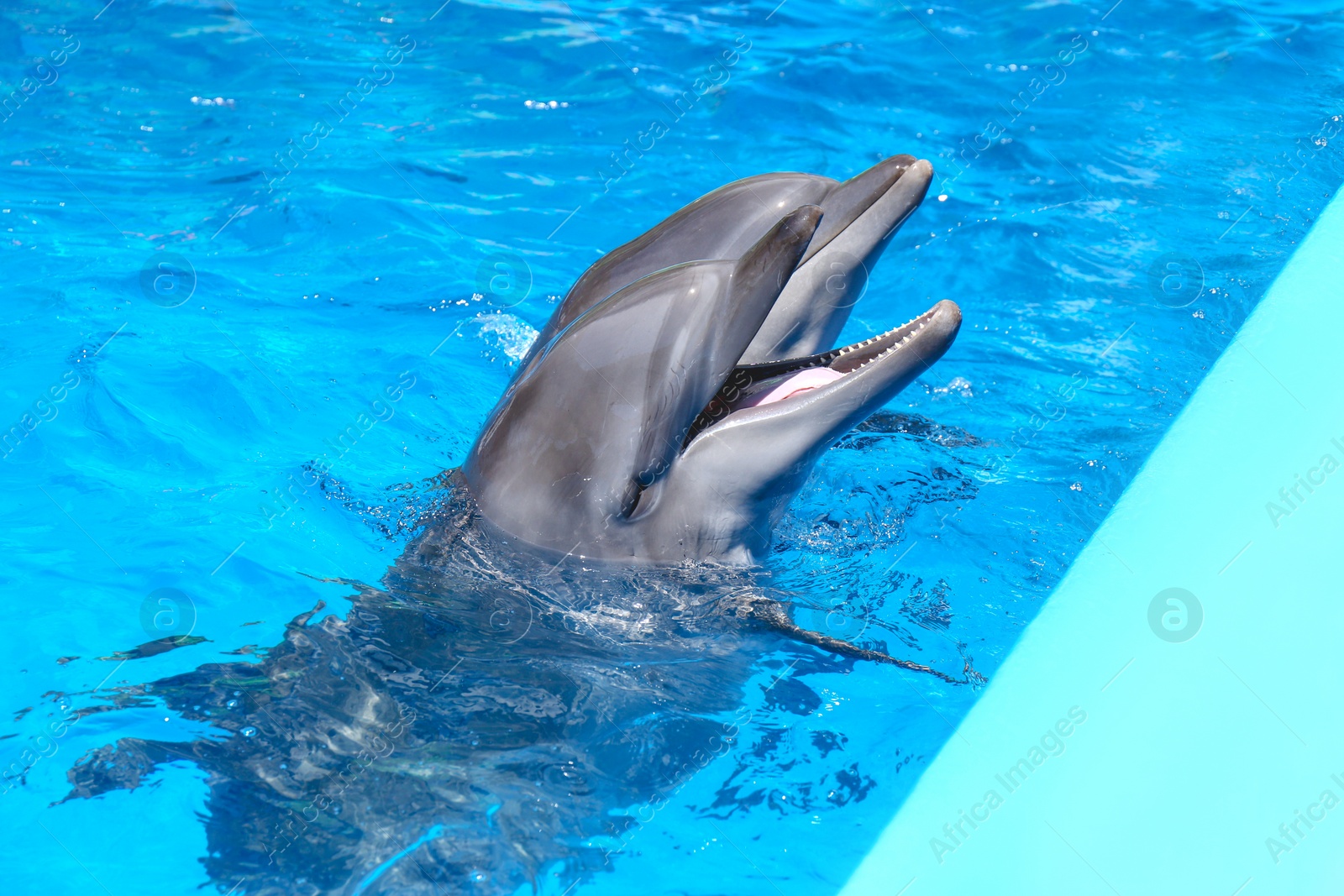 Photo of Dolphin swimming in pool at marine mammal park