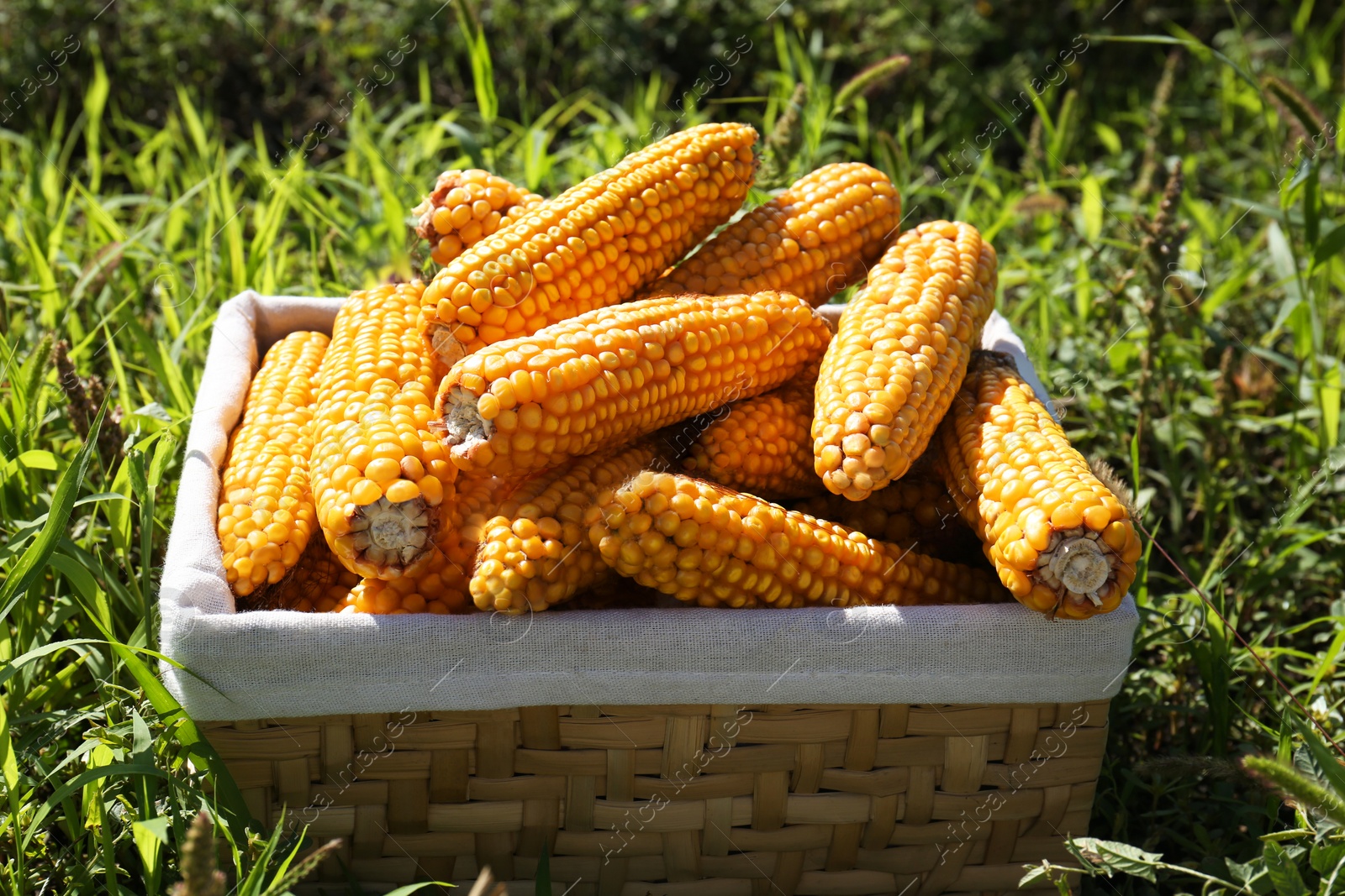 Photo of Delicious ripe corn cobs in wicker basket on green grass outdoors
