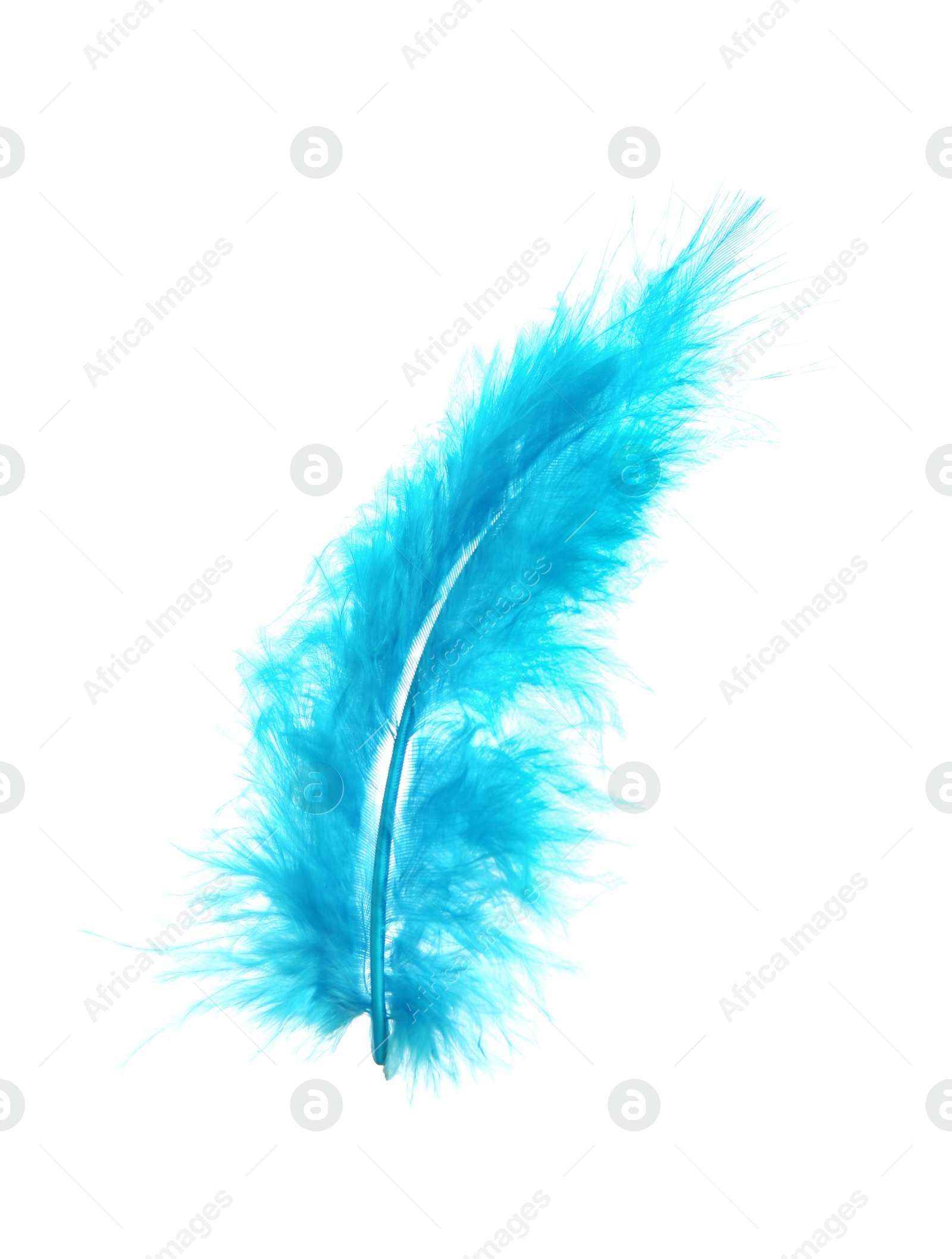 Photo of Beautiful light blue feather isolated on white