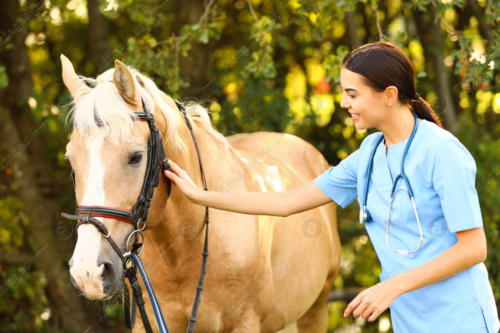 Photo of Young veterinarian examining palomino horse outdoors on sunny day