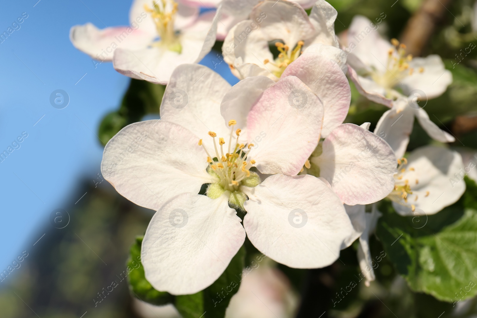 Photo of Apple tree with beautiful blossoms, closeup view. Spring season