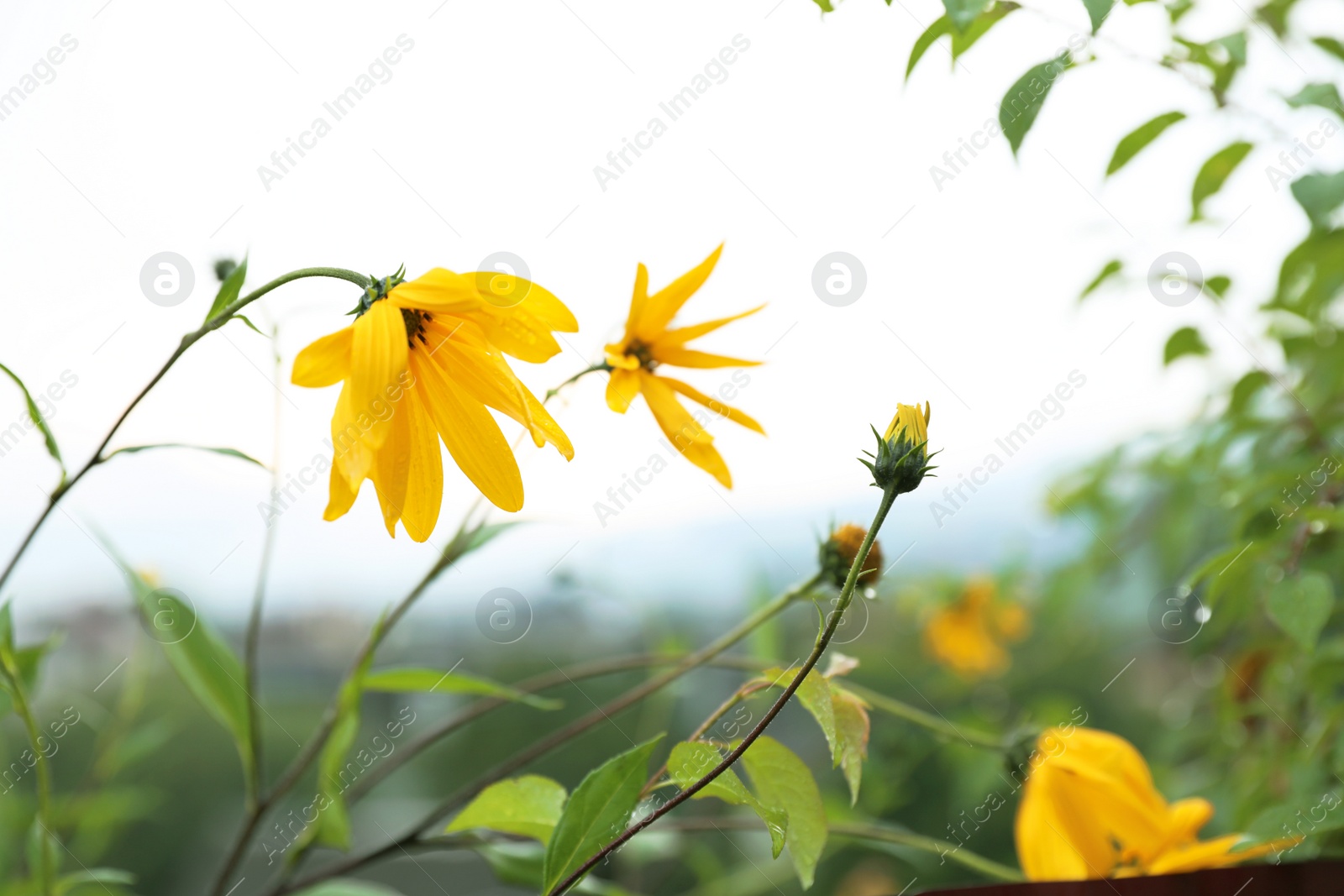 Photo of Wild meadow flowers on summer day, closeup