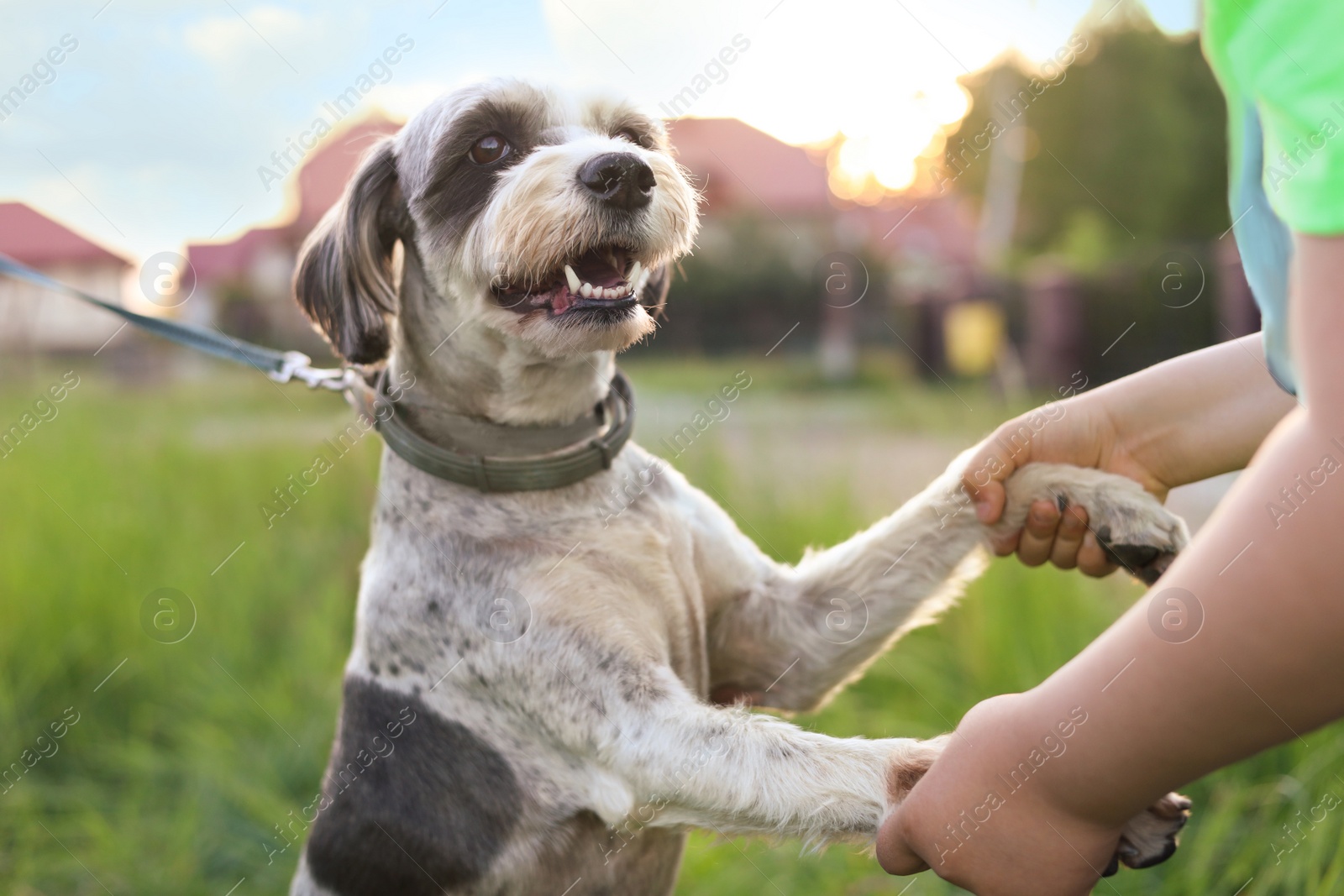 Photo of Little child playing with cute dog on green grass outdoors, closeup