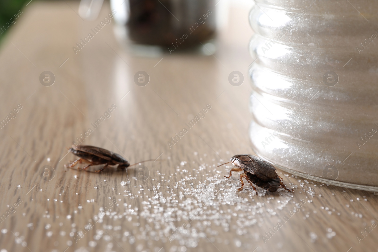 Photo of Cockroaches and scattered sugar on wooden table, closeup. Pest control
