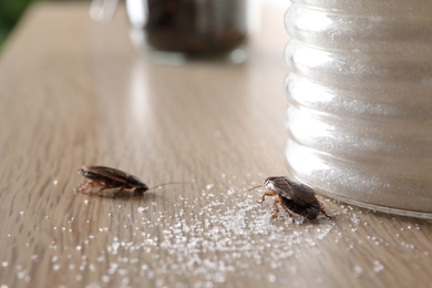 Cockroaches and scattered sugar on wooden table, closeup. Pest control