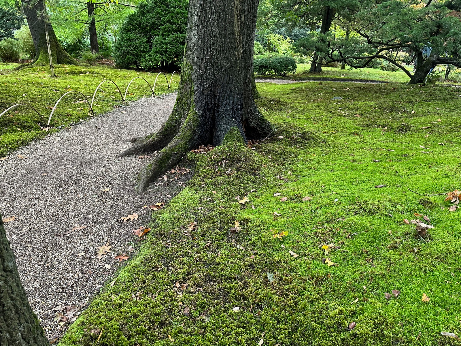 Photo of Bright moss on ground and tree trunk near pathway in park