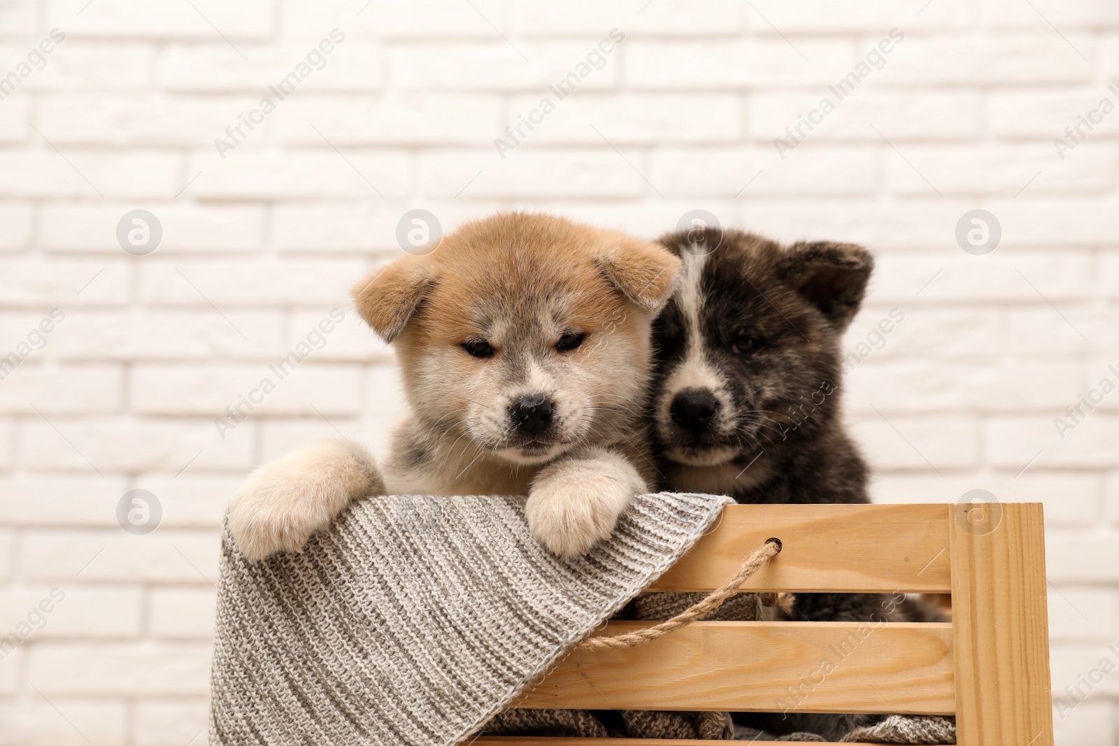 Photo of Akita inu puppies in wooden crate against white brick wall. Cute dogs